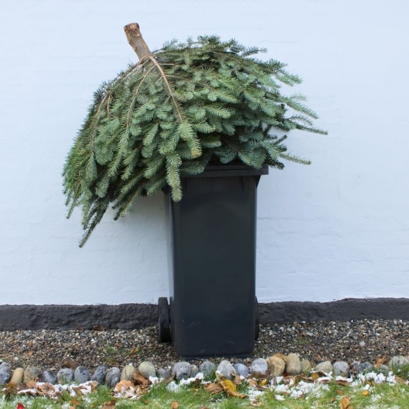 Reasons not to burn your Christmas tree on your fire ProsweepDevon